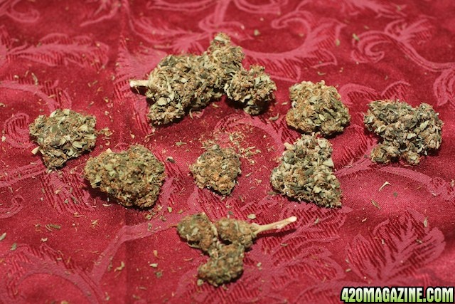 Strawberry Cough_Bud_02