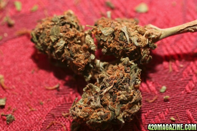 Strawberry Cough_Bud_03