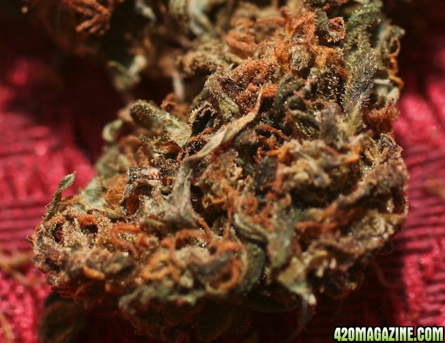 Strawberry Cough_Bud_04