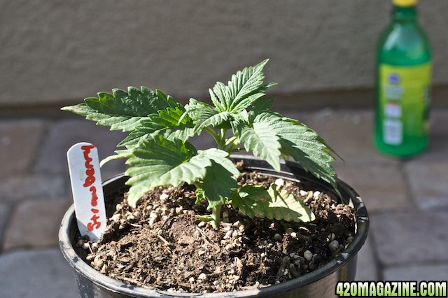 Strawberry Cough_week02