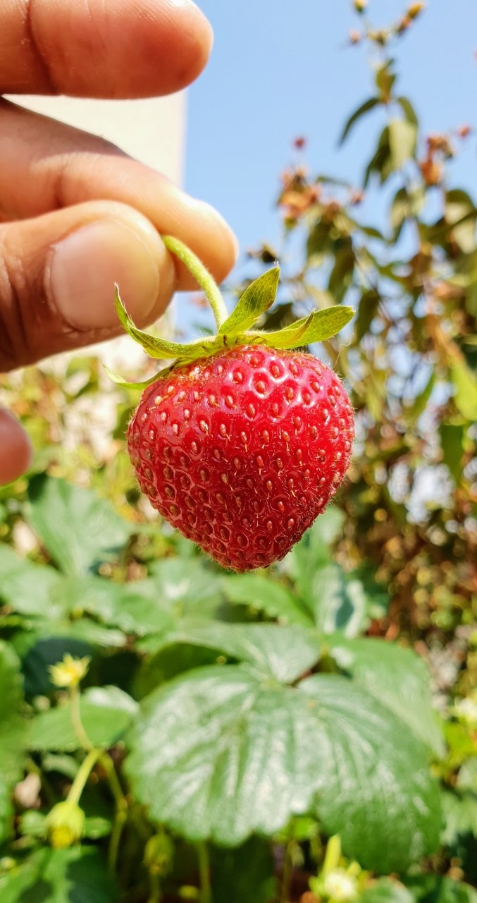 Strawberry harvest