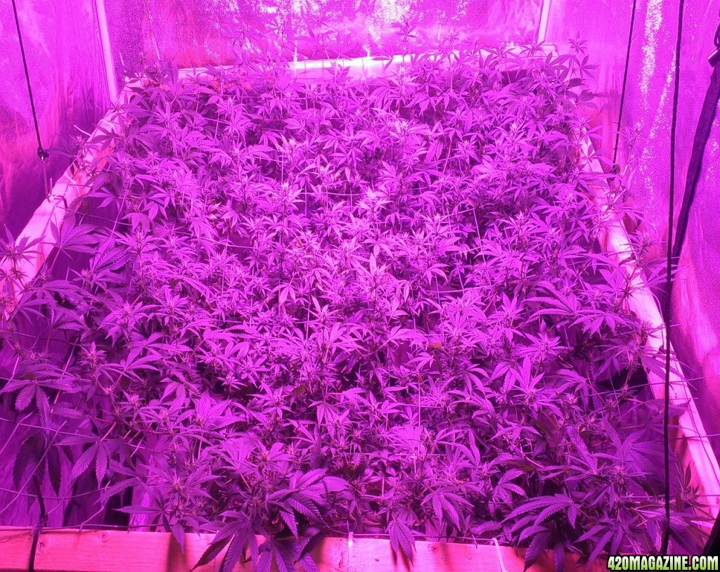 Strawberry haze 4x4 scrog day 21/f