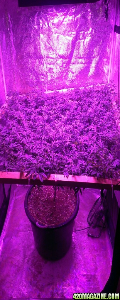 Strawberry haze 4x4 scrog day 21/f