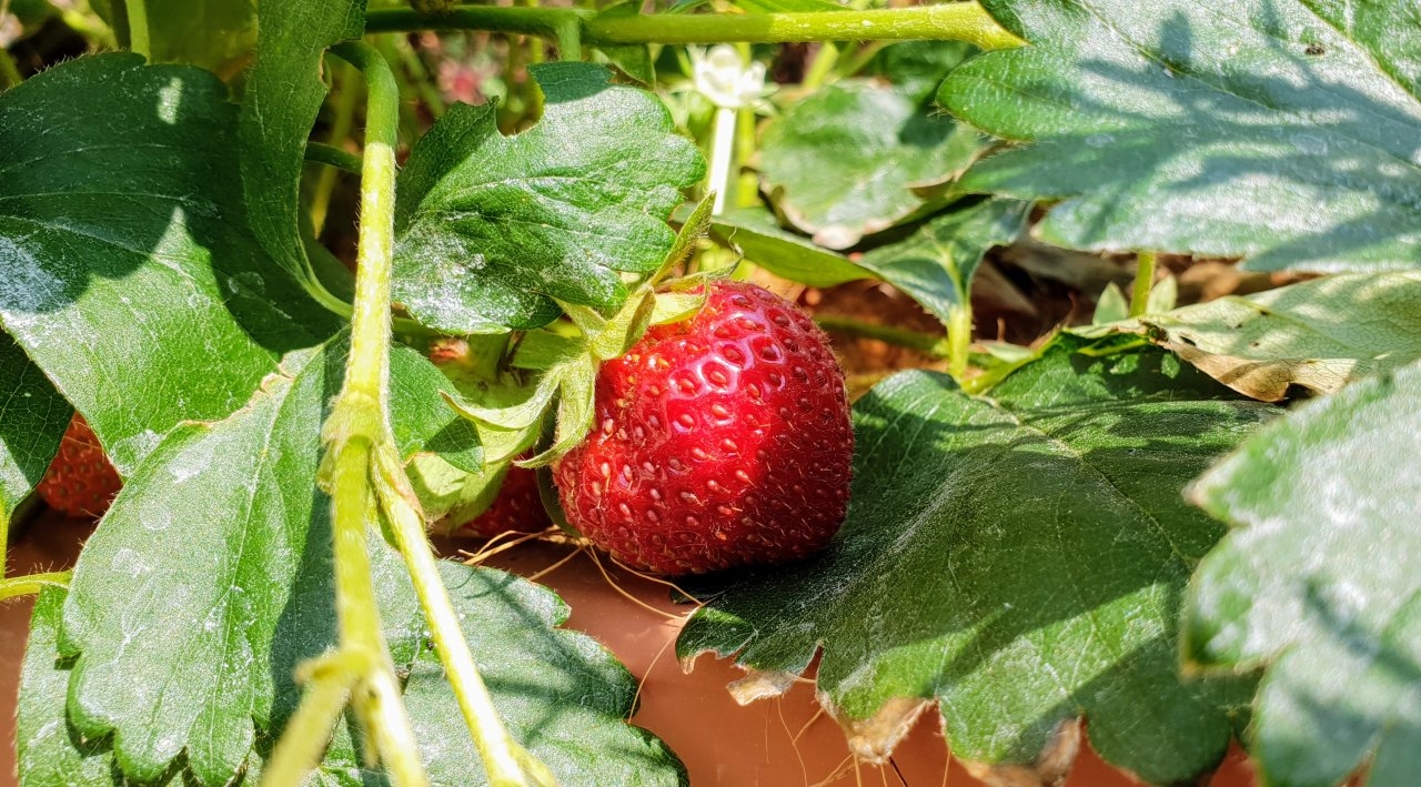 Strawberry in mixed pot