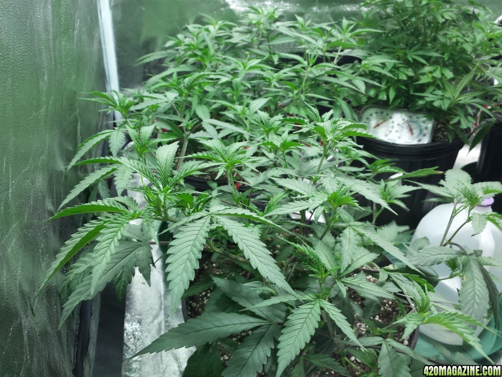 Strawberry Kush - Pineapple Haze -Blueberry Clones