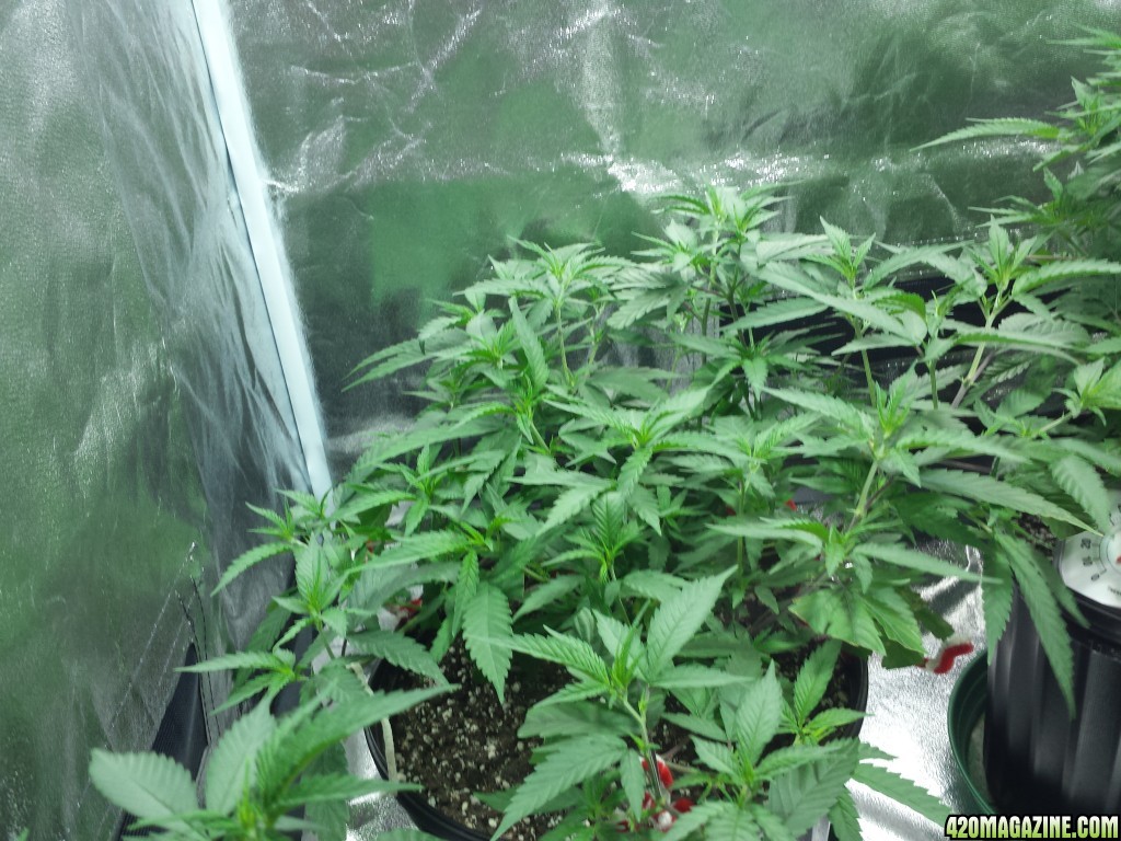 Strawberry Kush - Pineapple Haze -Blueberry Clones