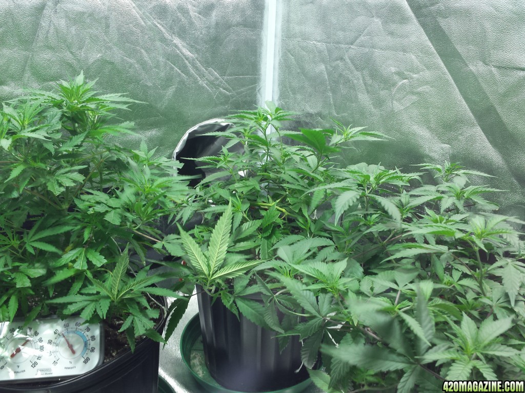 Strawberry Kush - Pineapple Haze -Blueberry Clones