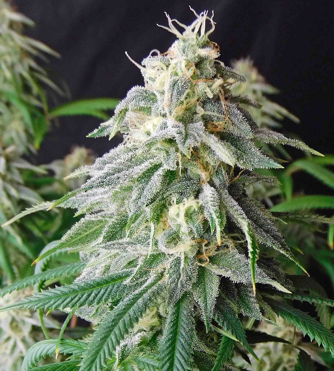 Strawberry Lem bud2.jpg