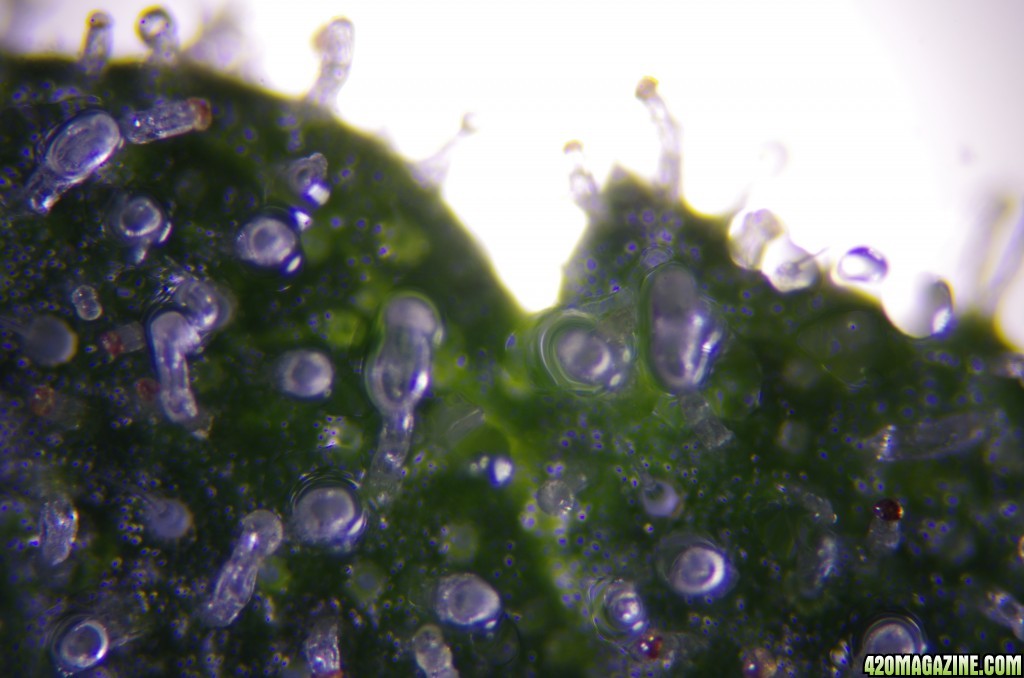 Strong Girl trichomes