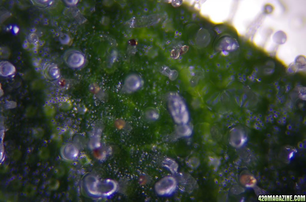 Strong Girl trichomes