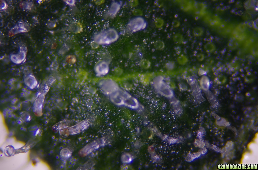 Strong Girl trichomes