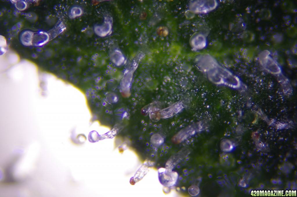 Strong Girl trichomes