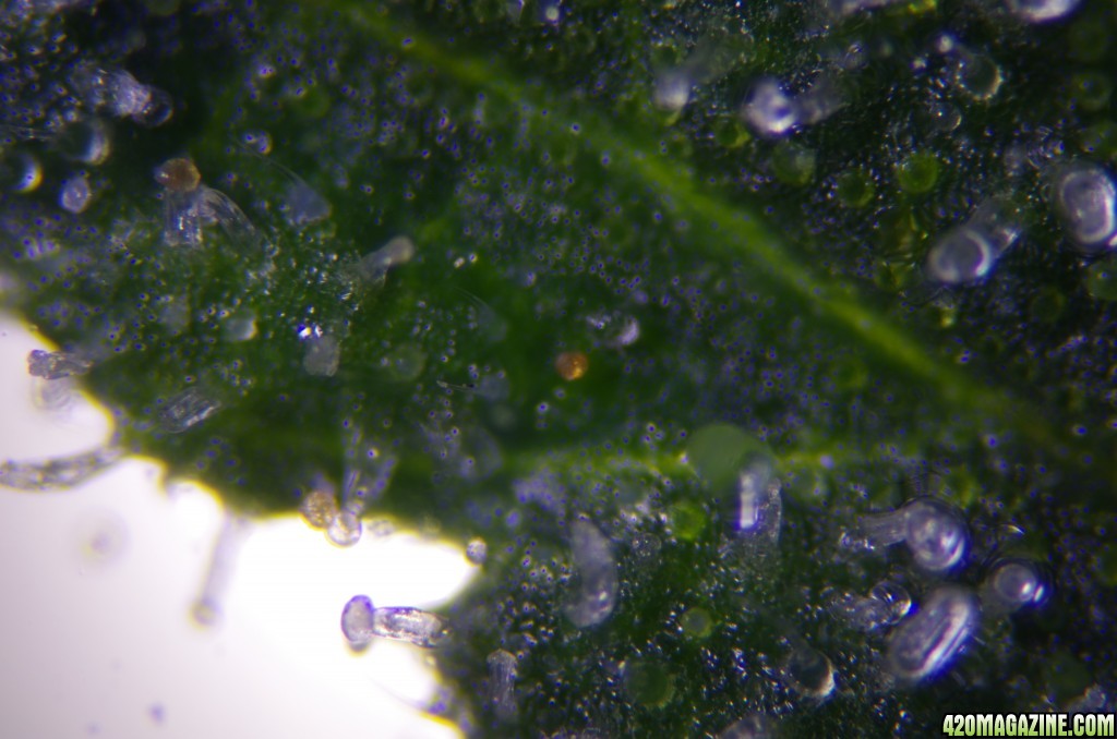 Strong Girl trichomes