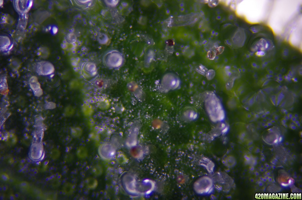 Strong Girl trichomes