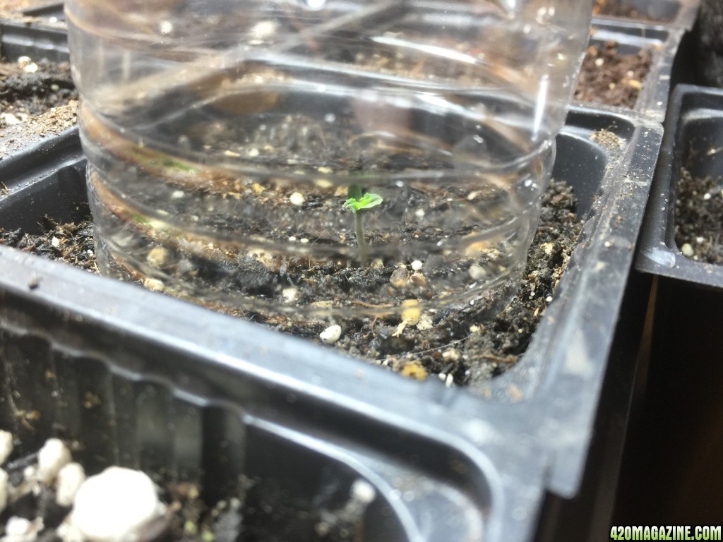 struggling sprout at 1 week under bottom of plastic water bottle