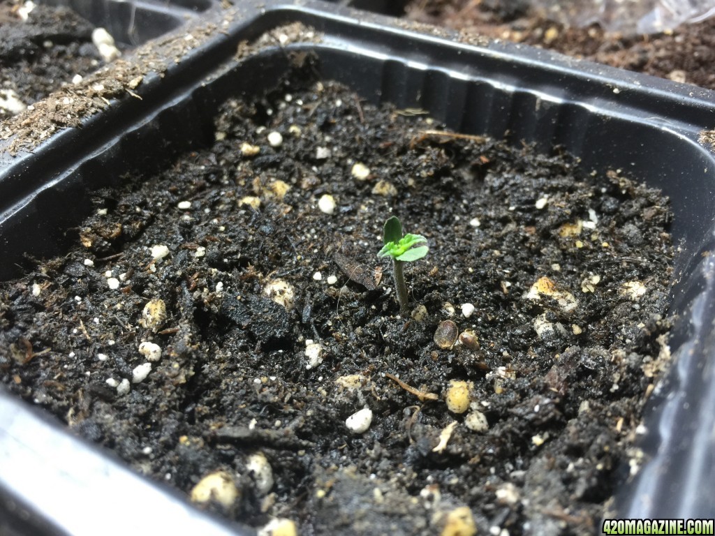 Struggling Sprout at 1 week.