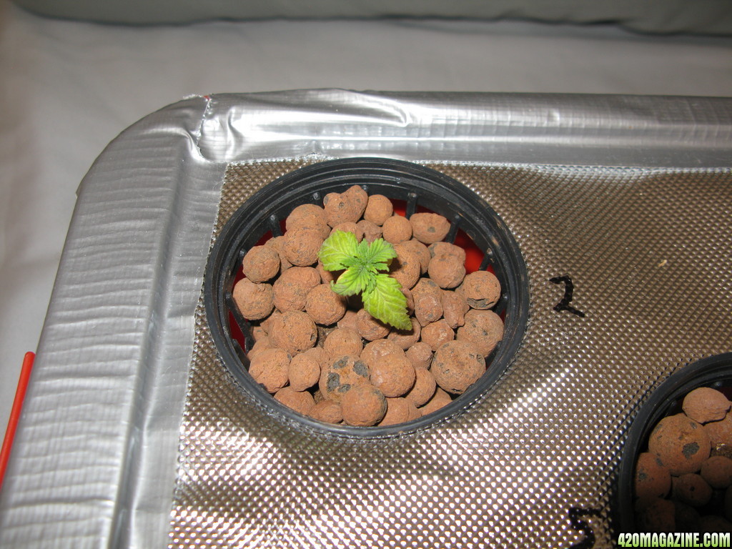 stunted seedling 1