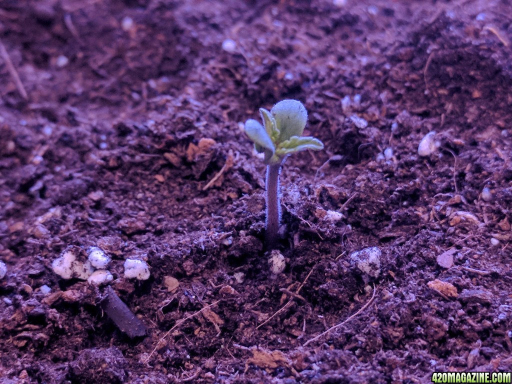 Stupidface first grow