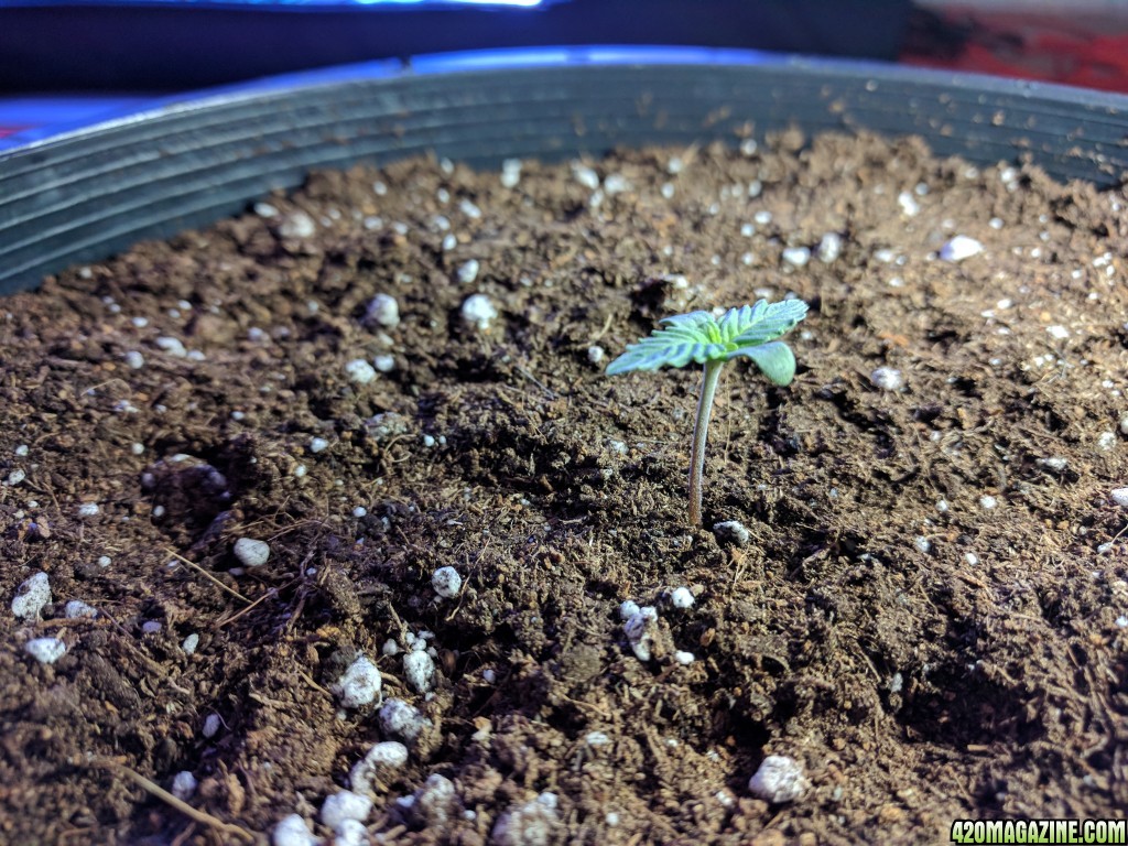 Stupidface first grow