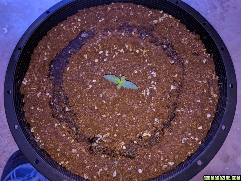 Stupidface first grow