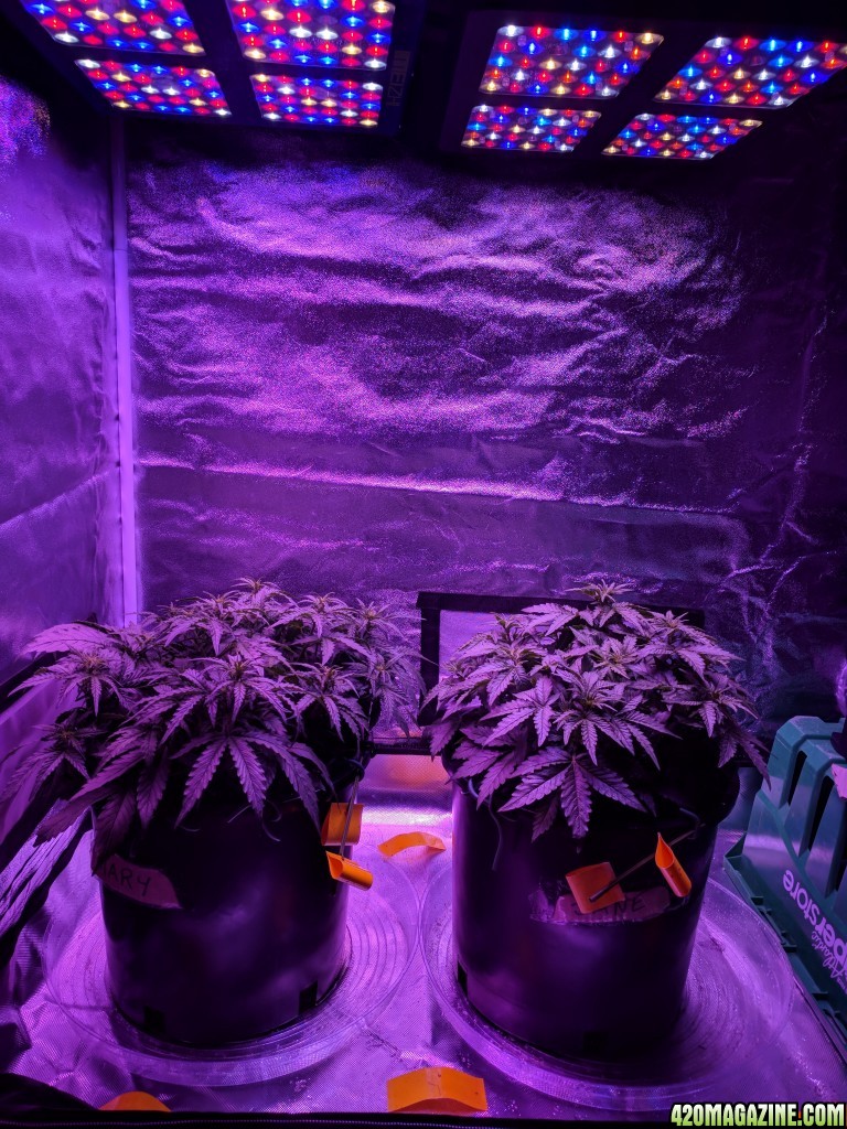 Stupidface first grow