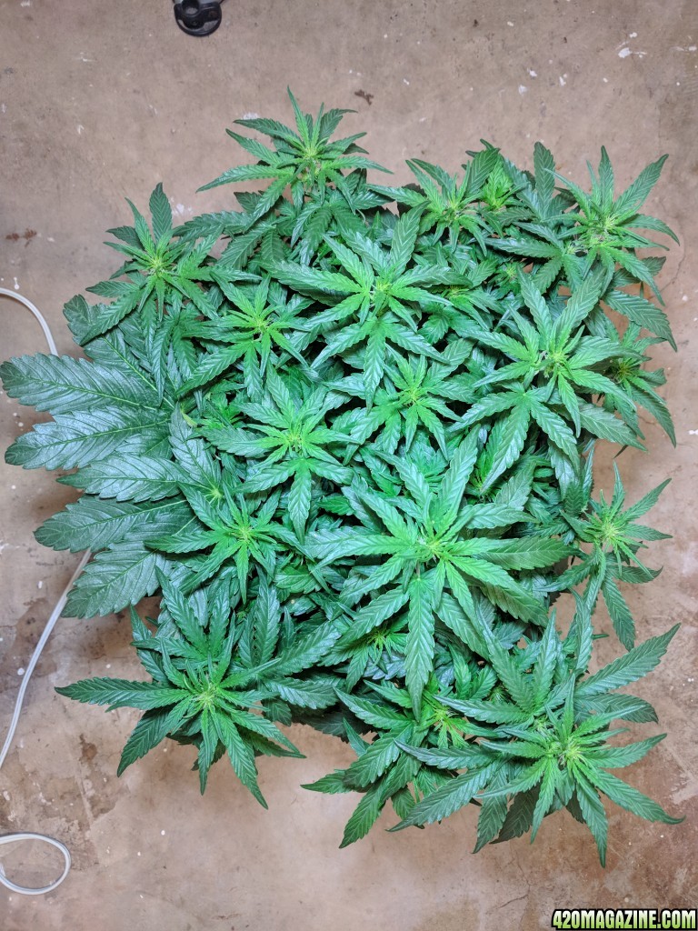 Stupidface first grow