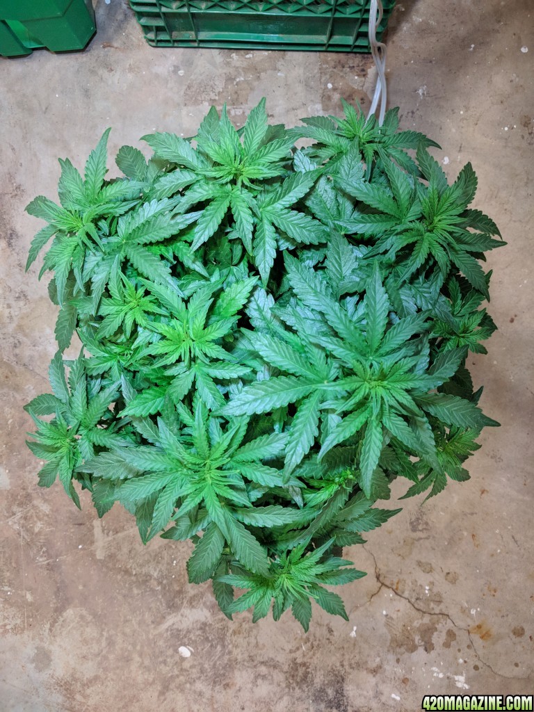 Stupidface first grow