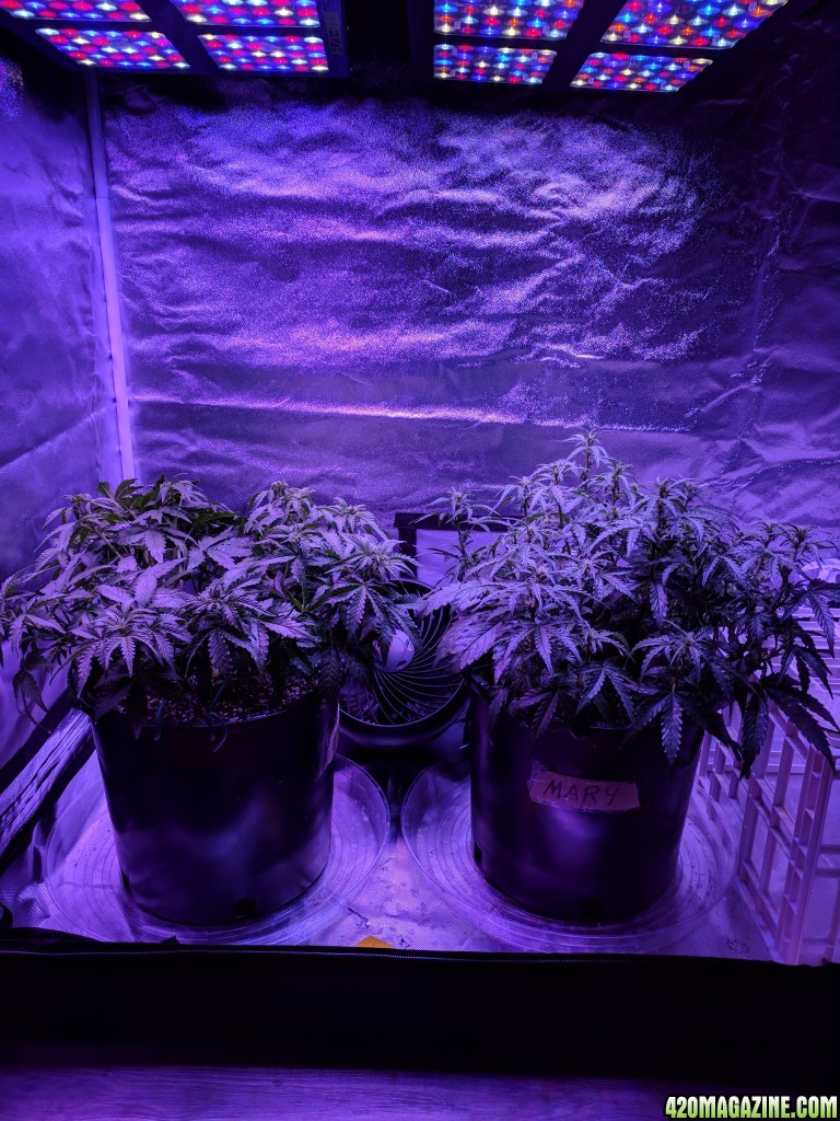 Stupidface first grow