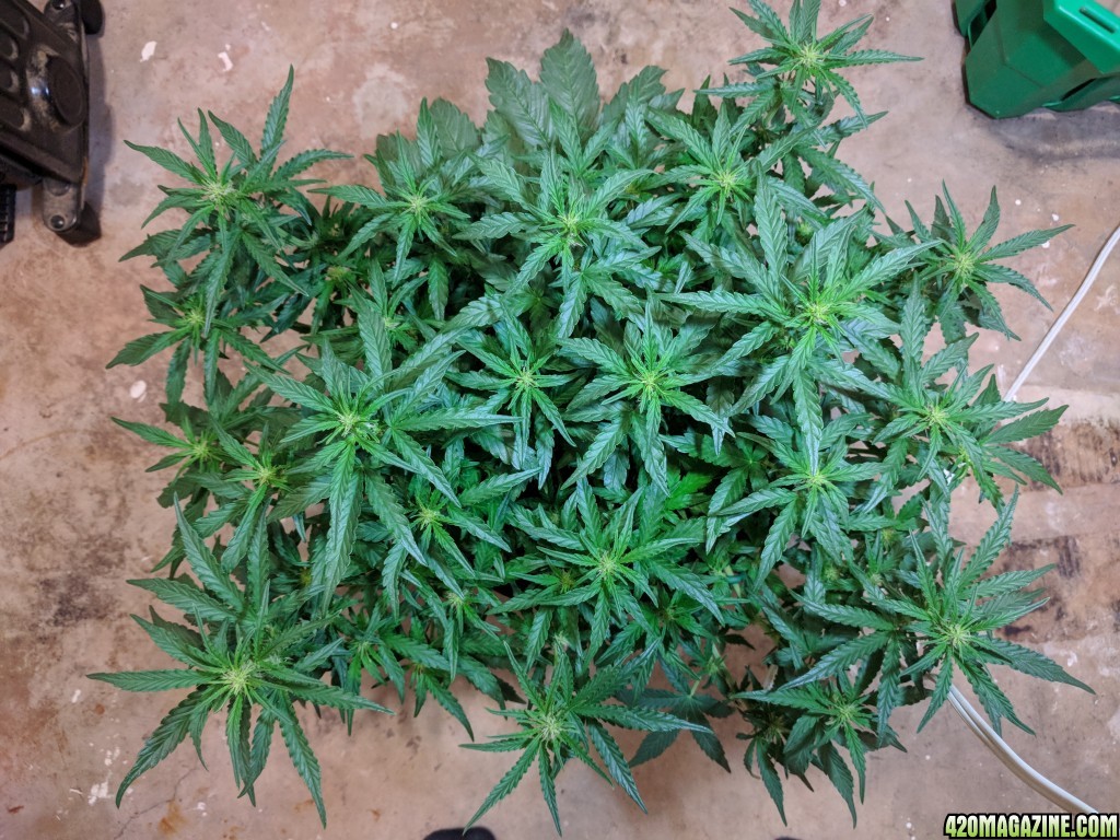 Stupidface first grow