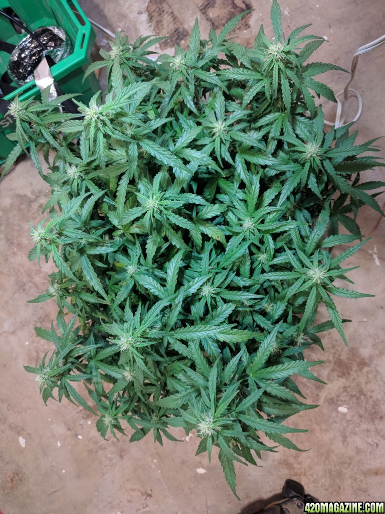 Stupidface first grow