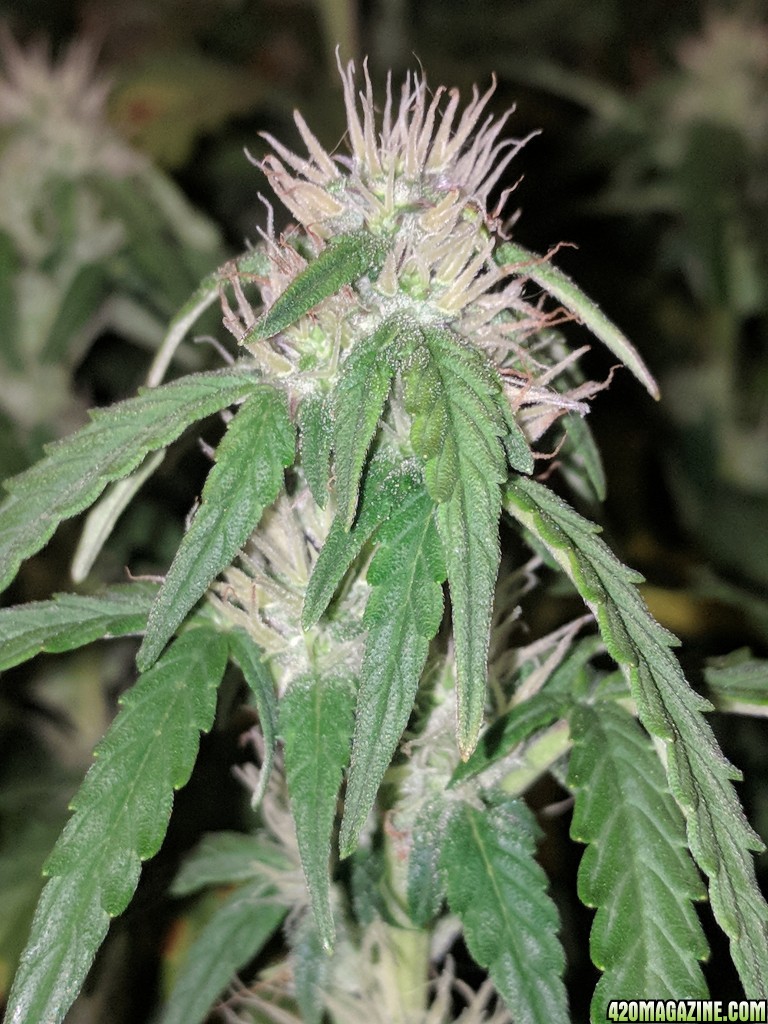 Stupidface first grow