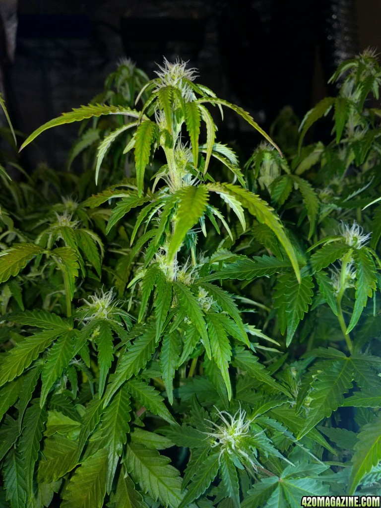 Stupidface first grow