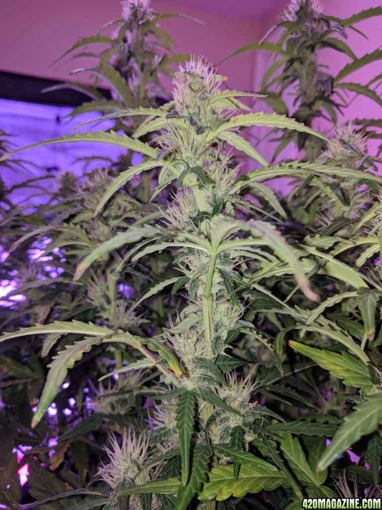 Stupidface first grow