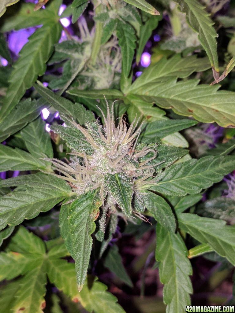 Stupidface first grow