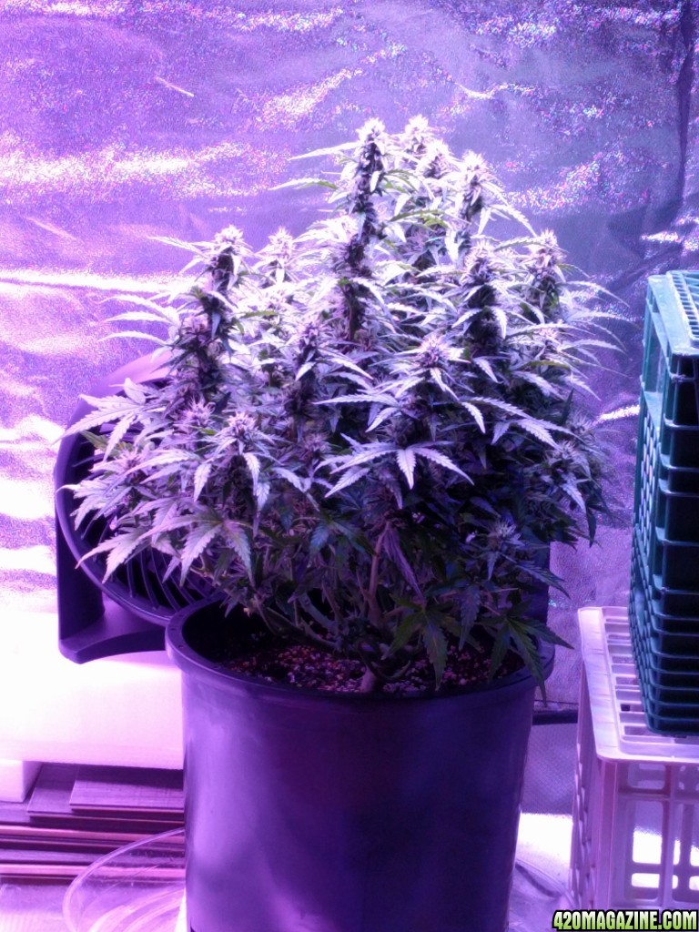 Stupidface first grow