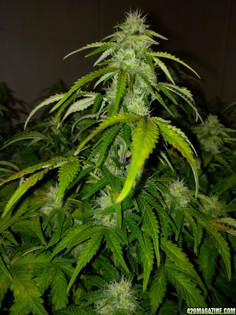 Stupidface first grow