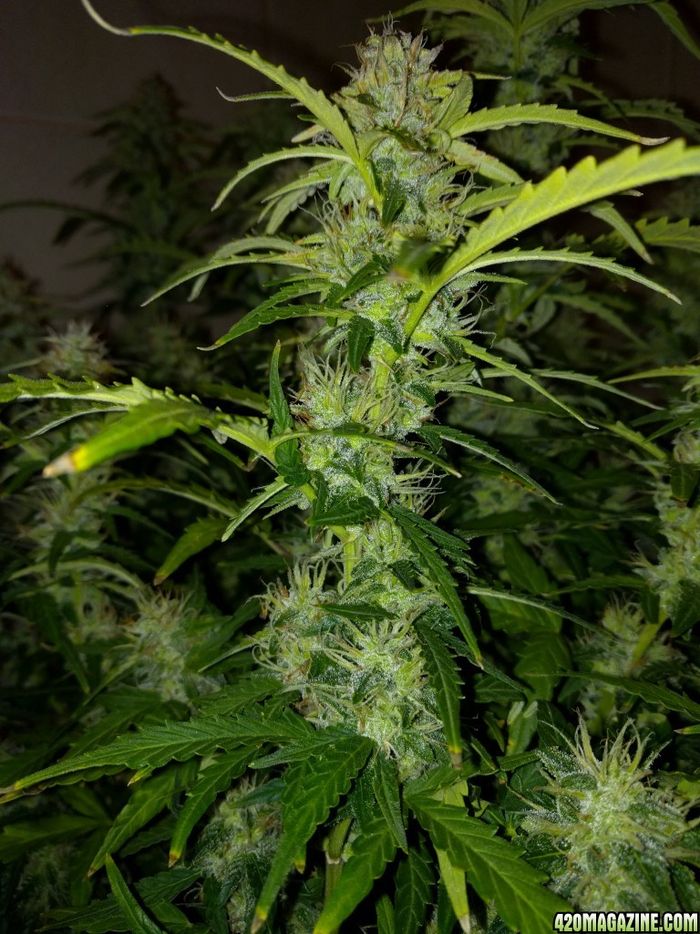 Stupidface first grow