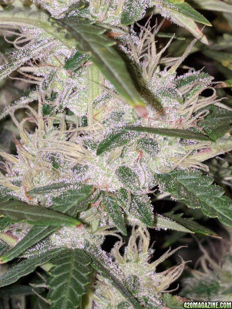 Stupidface first grow