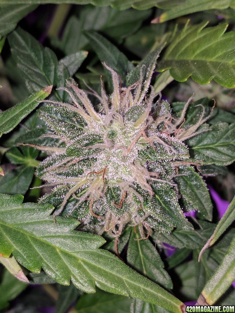 Stupidface first grow