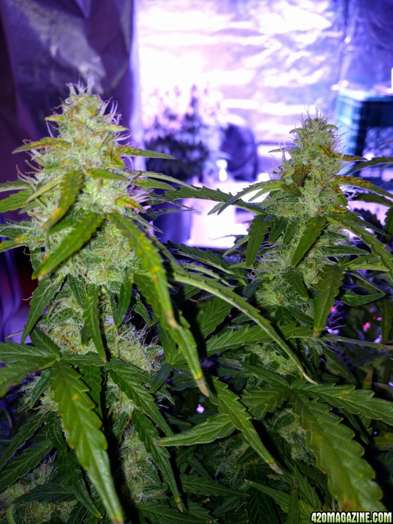 Stupidface first grow