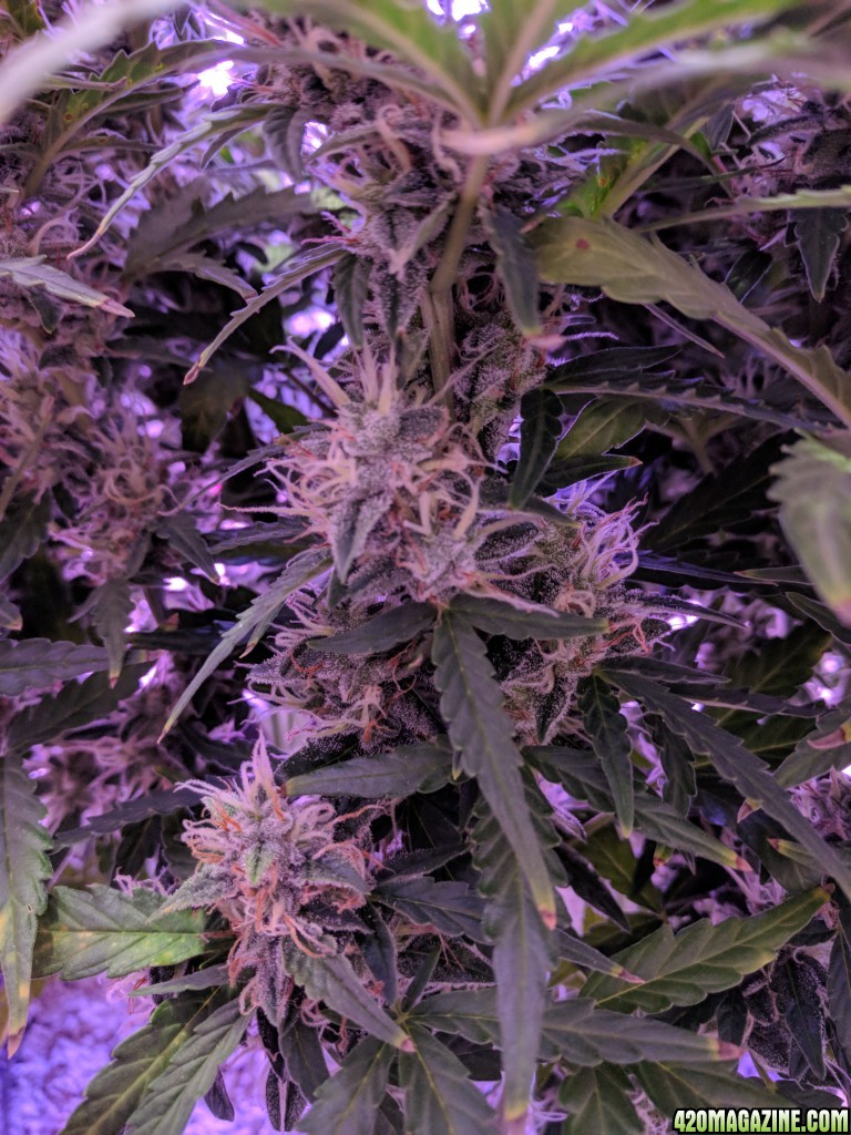 Stupidface first grow