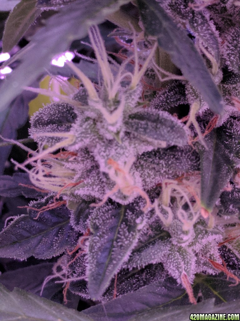 Stupidface first grow