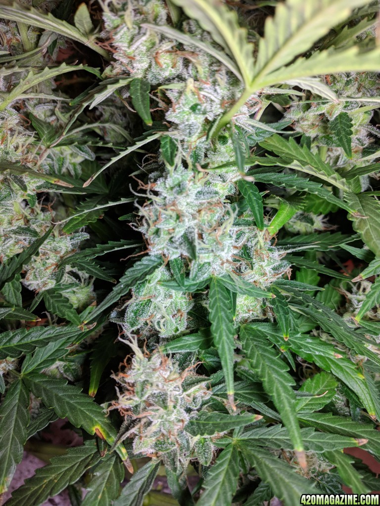 Stupidface first grow