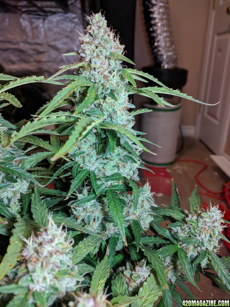 Stupidface first grow