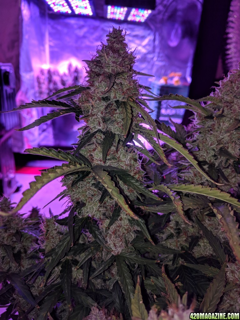 Stupidface first grow