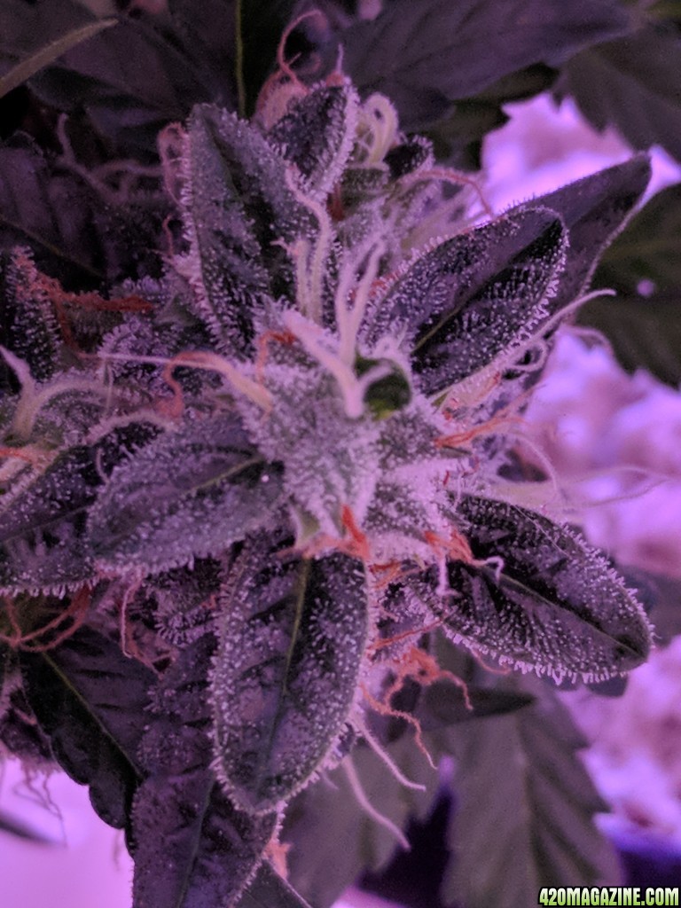 Stupidface first grow