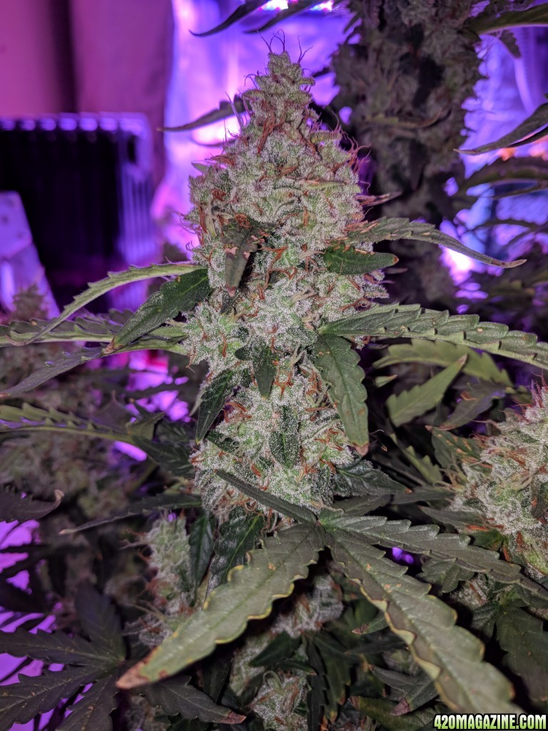 Stupidface first grow