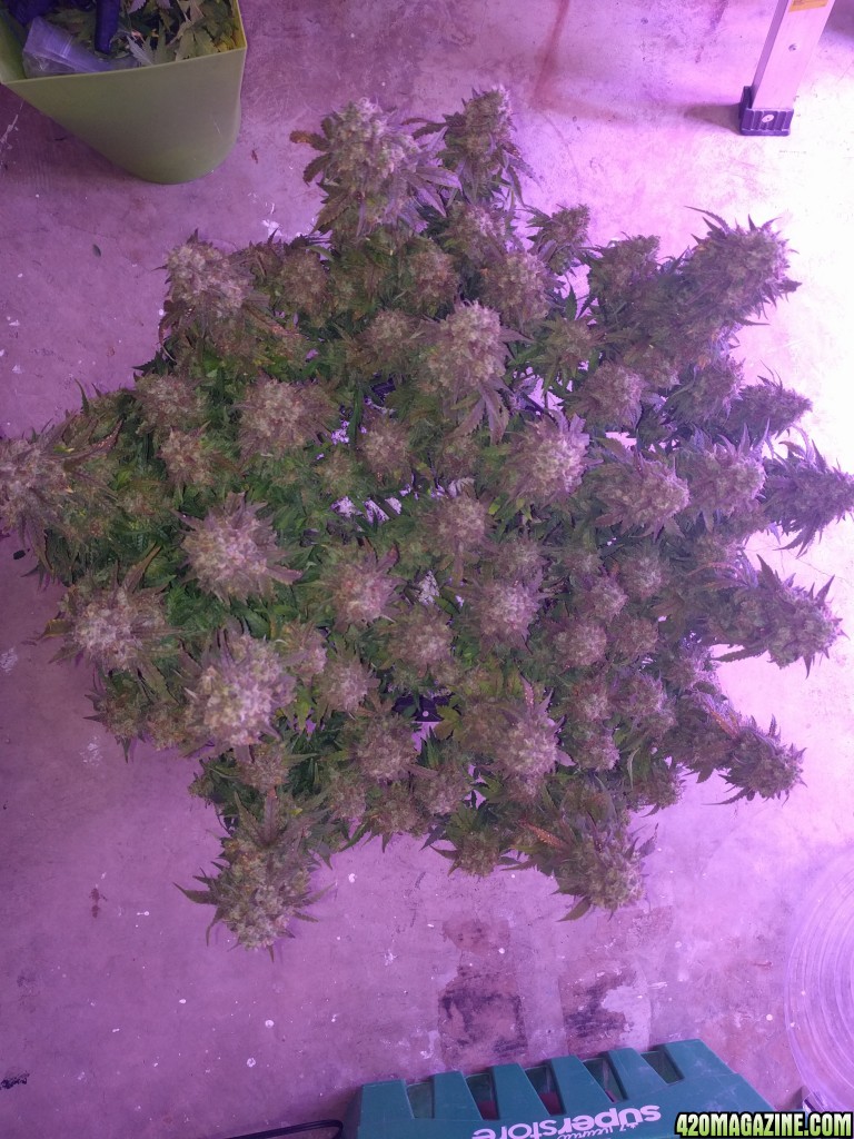 Stupidface first grow