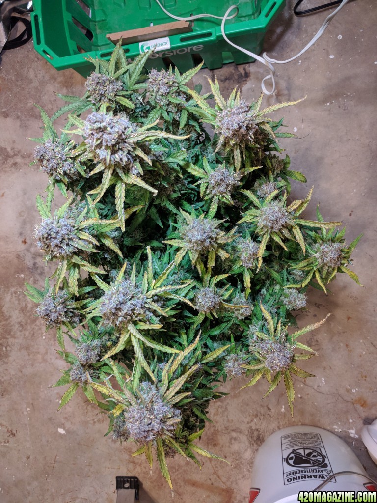 Stupidface first grow