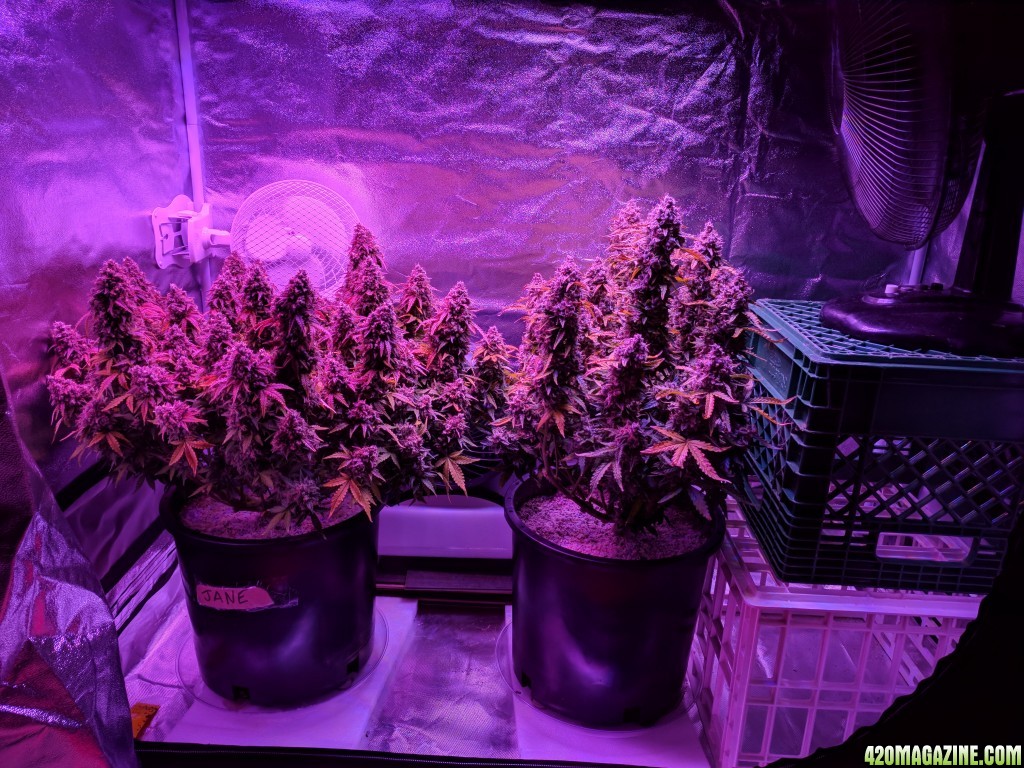 Stupidface first grow